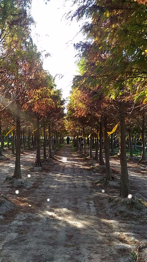 chungbuk fall pine